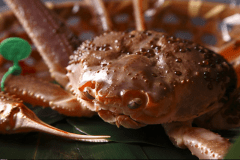 仲買人厳選！活ブランドがに（0.75kg級・１人1.5杯）オンパレードプラン