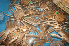 【日帰り昼食】《一番人気》お薦め！『おまかせ活間人がに限定』プラン