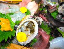 極めつき！鮮度抜群！京丹後朝獲れ白いか＆旬の魚介の姿造りプラン