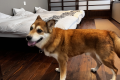 【別館】＜はなちゃん＞大型犬OK！全国的にも珍しいドッグフレンドリールーム