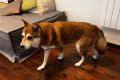 【別館】＜はなちゃん＞大型犬OK！全国的にも珍しいドッグフレンドリールーム