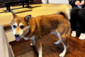 【別館】＜はなちゃん＞大型犬OK！全国的にも珍しいドッグフレンドリールーム