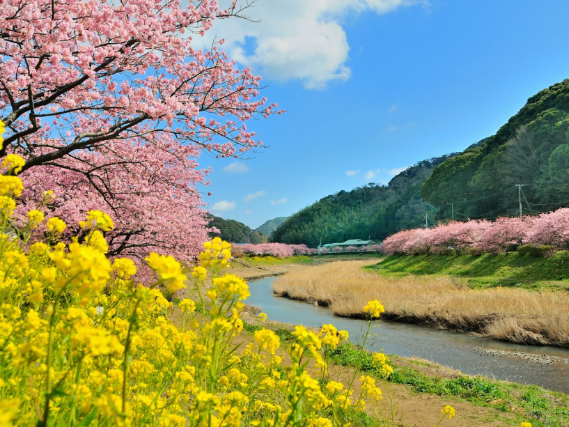 みなみの桜 みなみの桜