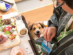 【離れ・わんこ家竹亭】ご夕食も一緒にお部屋でどうぞ♪今日のゴハンは、わんちゃんも何だか楽しそう！