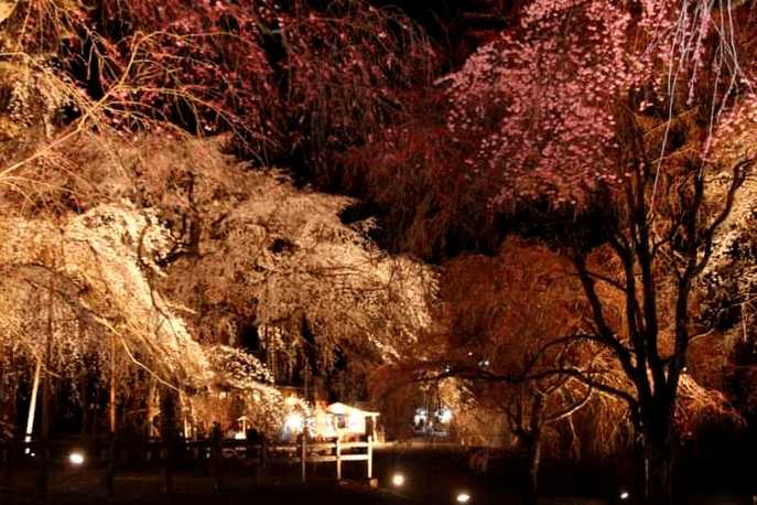 清雲寺しだれ桜