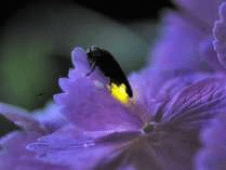 ホタルの癒しの光