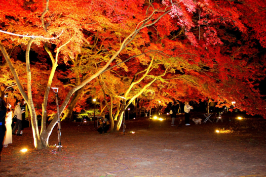 月の石もみじ公園ライトアップ