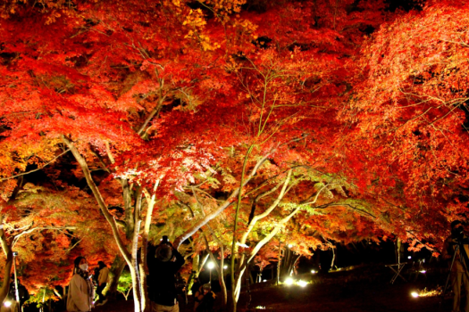 月の石もみじ公園ライトアップ