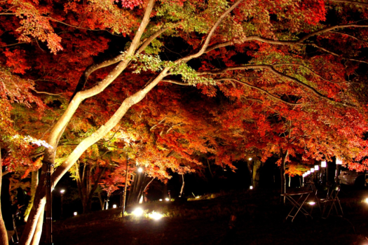 月の石もみじ公園ライトアップ