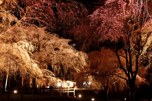 清雲寺しだれ桜