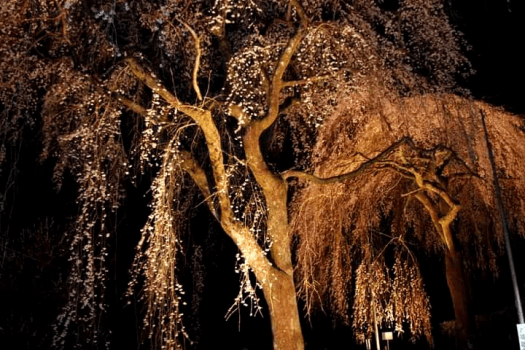 清雲寺しだれ桜