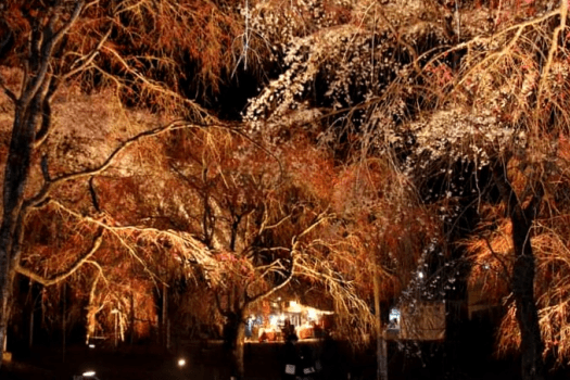 清雲寺しだれ桜