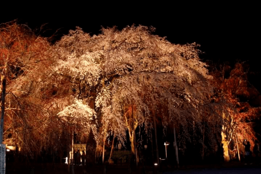 清雲寺しだれ桜