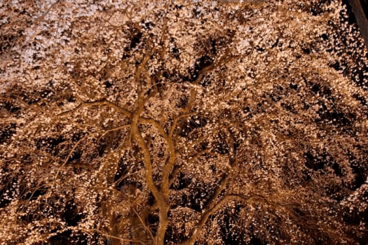 清雲寺しだれ桜