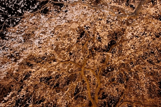 清雲寺しだれ桜