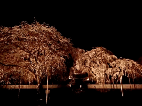 清雲寺しだれ桜
