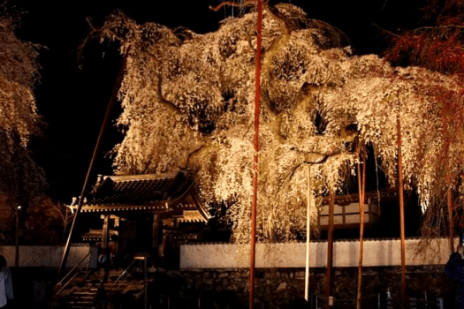 清雲寺しだれ桜