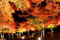 月の石もみじ公園ライトアップ