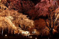 清雲寺しだれ桜