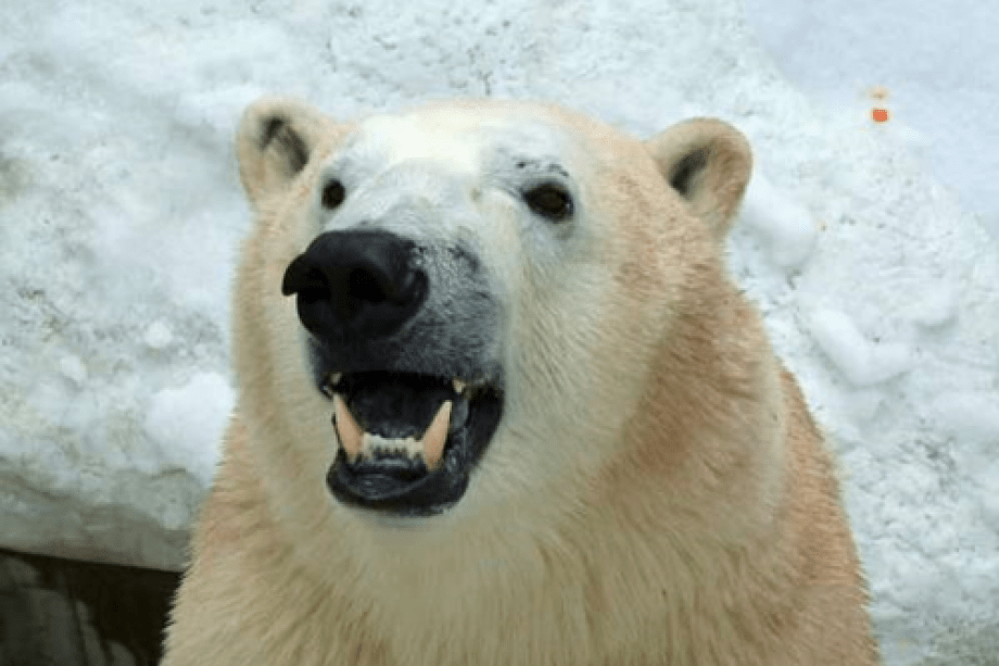 水族館の人気者！　シロクマ『豪太くん』