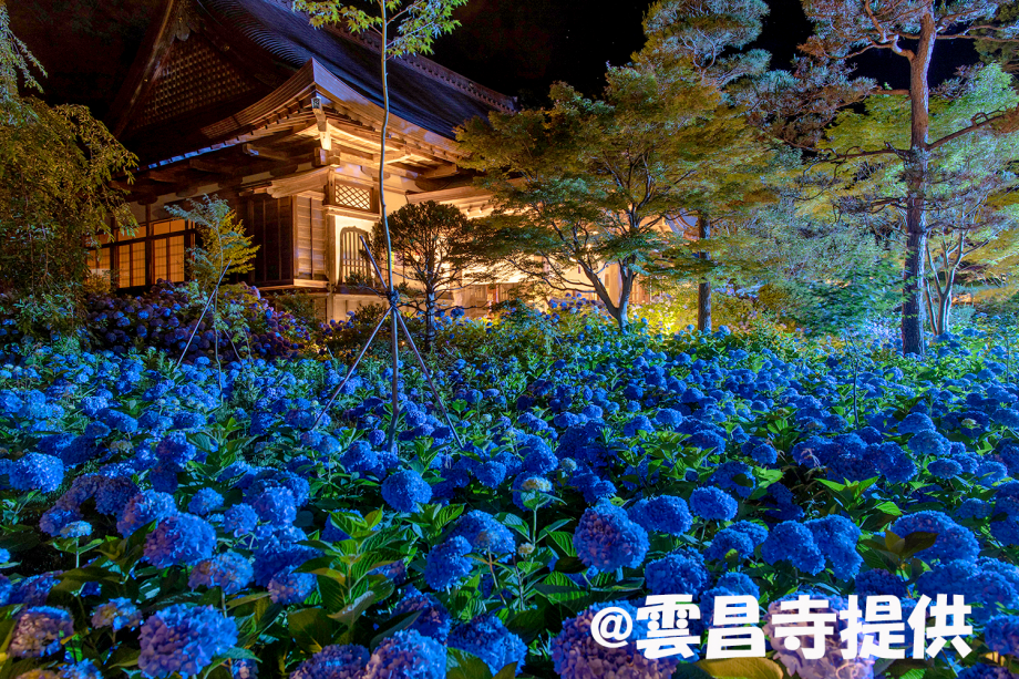 雲昌寺～アジサイ夜間ライトアップ