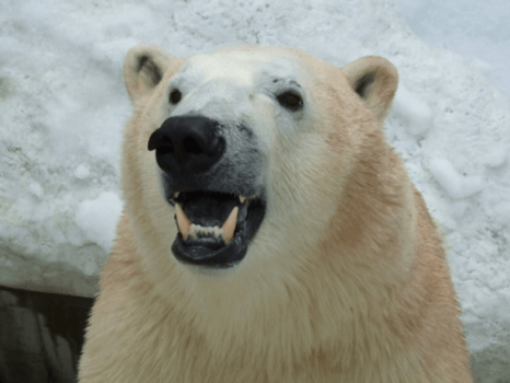 GAO シロクマ豪太くん