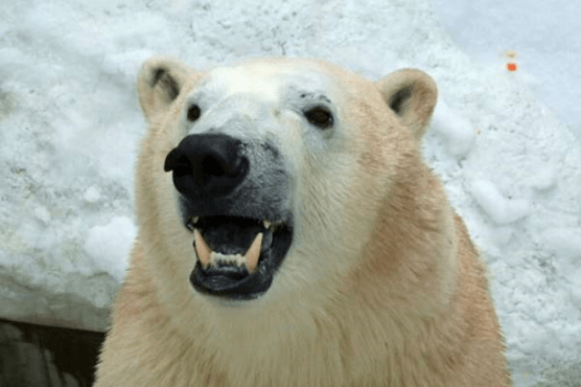 水族館の人気者！　シロクマ『豪太くん』