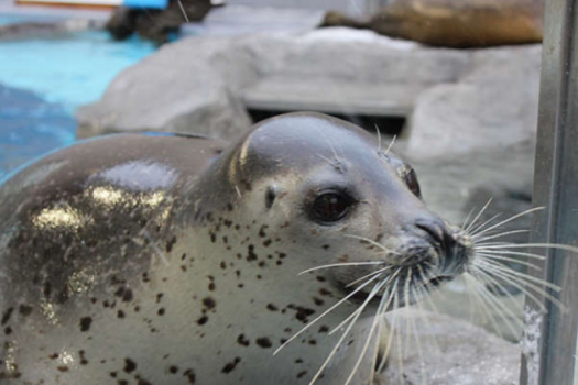 男鹿水族館GAO　ゴマフアザラシ「みずきちゃん」