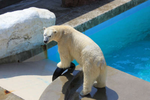 男鹿水族館GAOパパになった豪太くん！