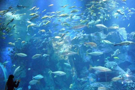 「GAO」大水槽水量800tの水槽には約40種2000匹もの生き物を展示しています。