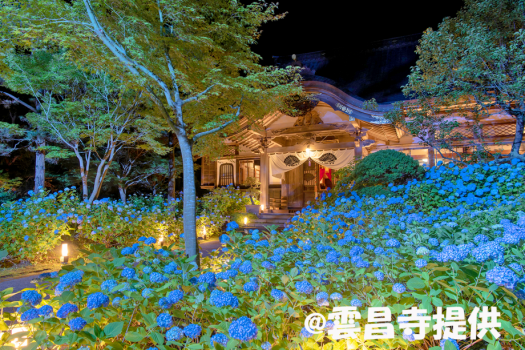 雲昌寺～アジサイ夜間ライトアップ