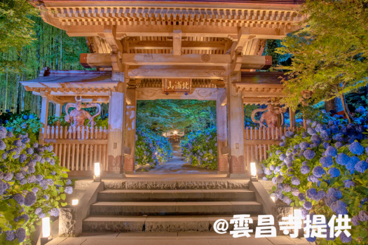 雲昌寺～アジサイ夜間ライトアップ