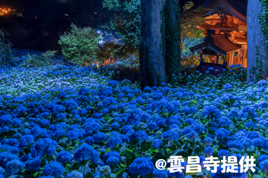 雲昌寺～アジサイ夜間ライトアップ