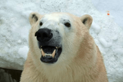 水族館の人気者！　シロクマ『豪太くん』