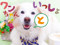 ■ワンちゃんと一緒♪■人気の＜貸切露天風呂＞1回サービス！愛犬と一緒に快適な旅を♪