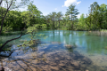 新緑の別館側湖沼 新緑の別館側湖沼