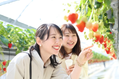 〓January and February only〓Transportation to and from the farm is available! Collaboration plan with strawberry picking by Bishunkaku and Mimasaka Farm 〓January and February only〓Transportation to and from the farm is available! Collaboration plan with strawberry picking by Bishunkaku and Mimasaka Farm