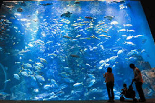 男鹿水族館GAO（大水槽