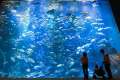 男鹿水族館GAO（大水槽
