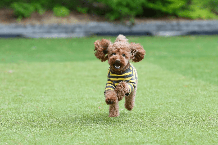 愛犬と一緒にコテージ宿泊可能です！