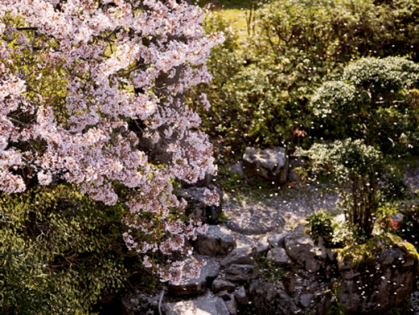 当館では咲きほこる満開の桜をお楽しみいただけます