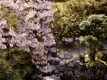 当館では咲きほこる満開の桜をお楽しみいただけます