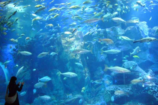 「GAO」大水槽水量800tの水槽には約40種2000匹もの生き物を展示しています。