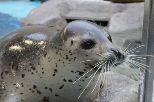 男鹿水族館GAO　ゴマフアザラシ「みずきちゃん」　4/20オープンふれあし館でまってまーす！