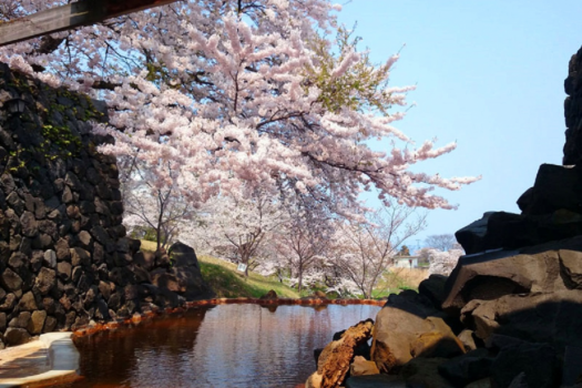 男鹿ホテル　4月桜露天風呂