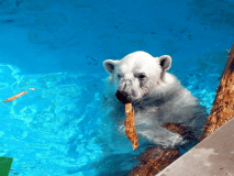 男鹿水族館GAO　白クマ豪太