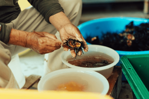 ウニはひとつひとつ丁寧に殻から外します