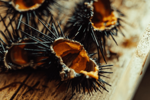 ウニは１個に約５つだけ。とても貴重なのです