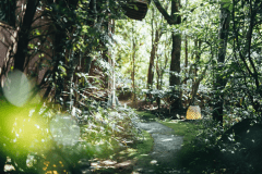 スタンダードＡ－２への苔むした小径