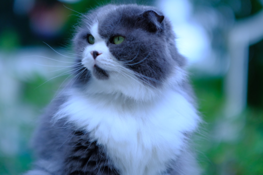 女将猫福ちゃん